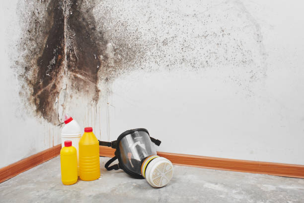 Best Mold Testing  in Ogden, UT