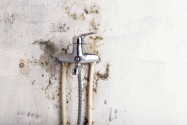 Best Local Mold Removal Service  in Ogden, UT