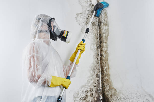 Mold Removal Process in Ogden, UT