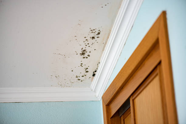 Certified Mold Removal in Ogden, UT