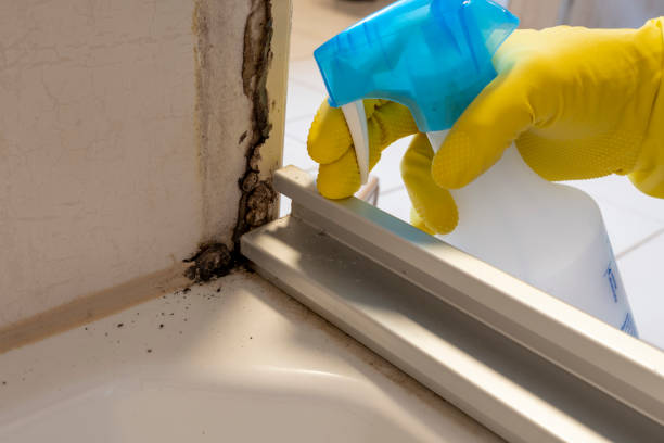 Best Emergency Mold Removal  in Ogden, UT