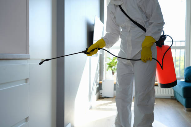 Best Mold Removal Process  in Ogden, UT