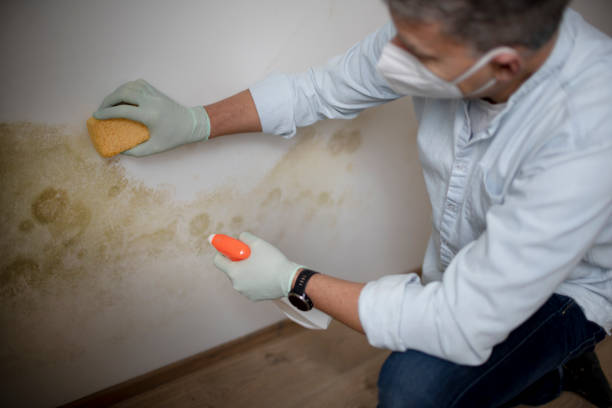 Best Certified Mold Removal  in Ogden, UT