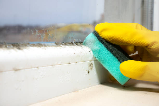 Best Certified Mold Removal  in Ogden, UT