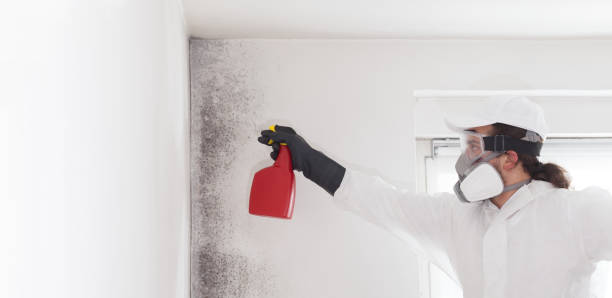 Best Office Mold Removal Services  in Ogden, UT