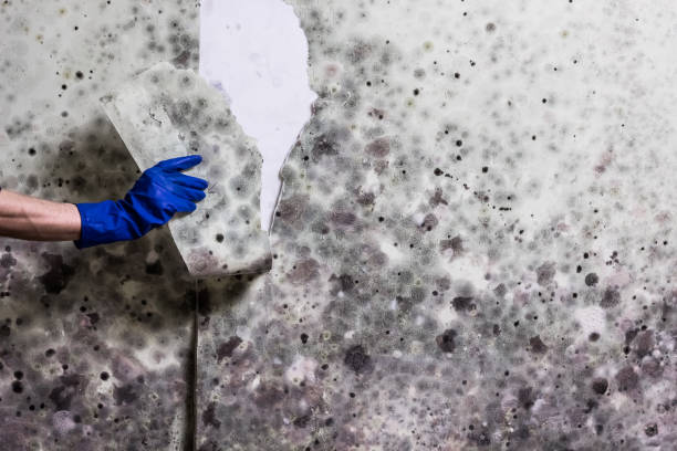 Best Mold Remediation  in Ogden, UT