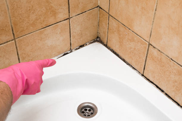 Best Residential Mold Removal  in Ogden, UT